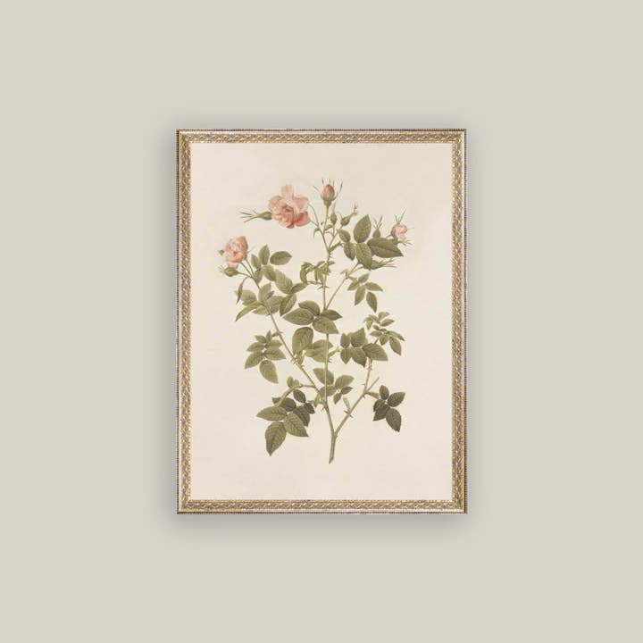 Petal Lane Home - Wholesale Wall Art Set - Rosa Framed Antique Art
