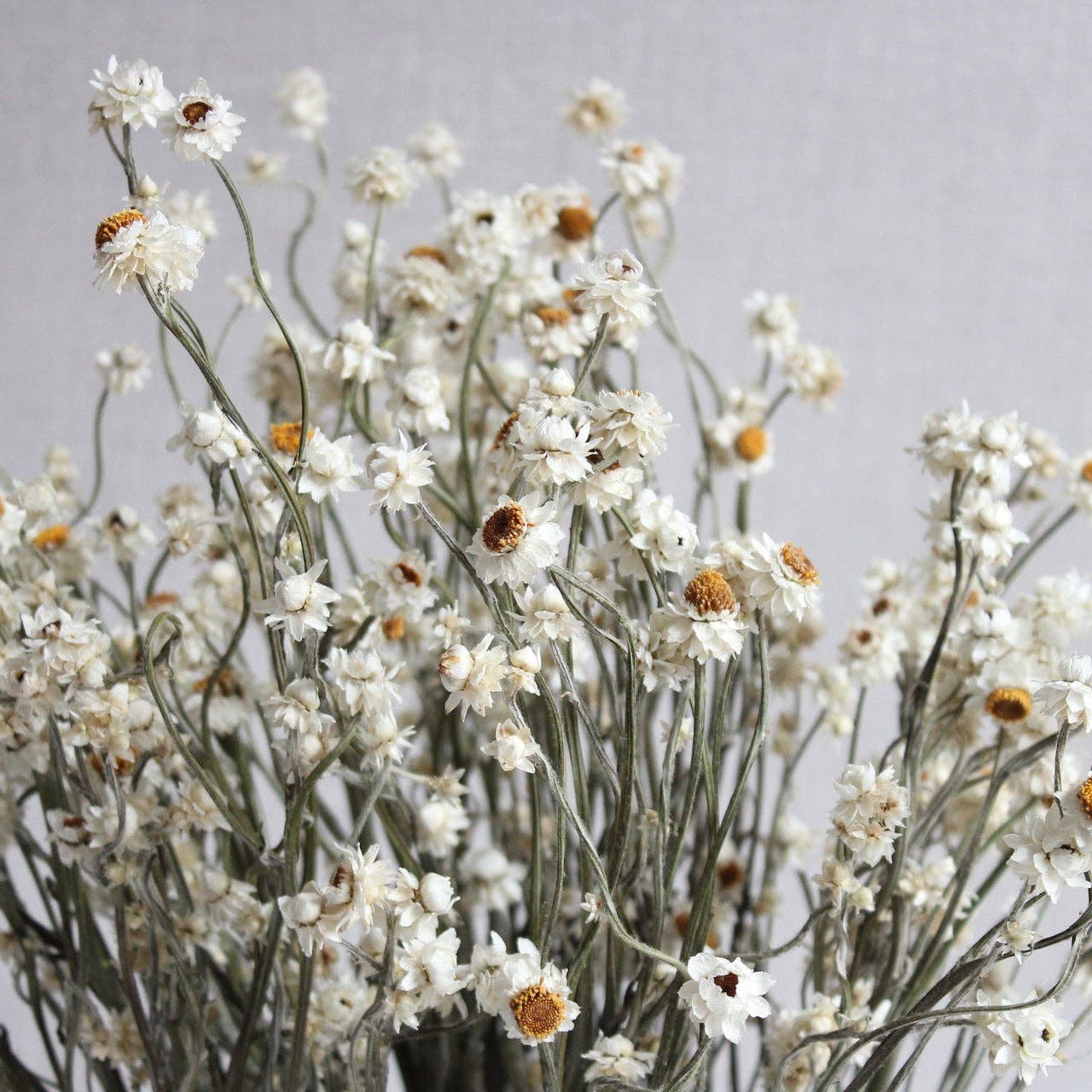 Roxanne's Dried Flowers - Wholesale Dried/Pressed Flowers - Ammobium (Winged Everlasting)1