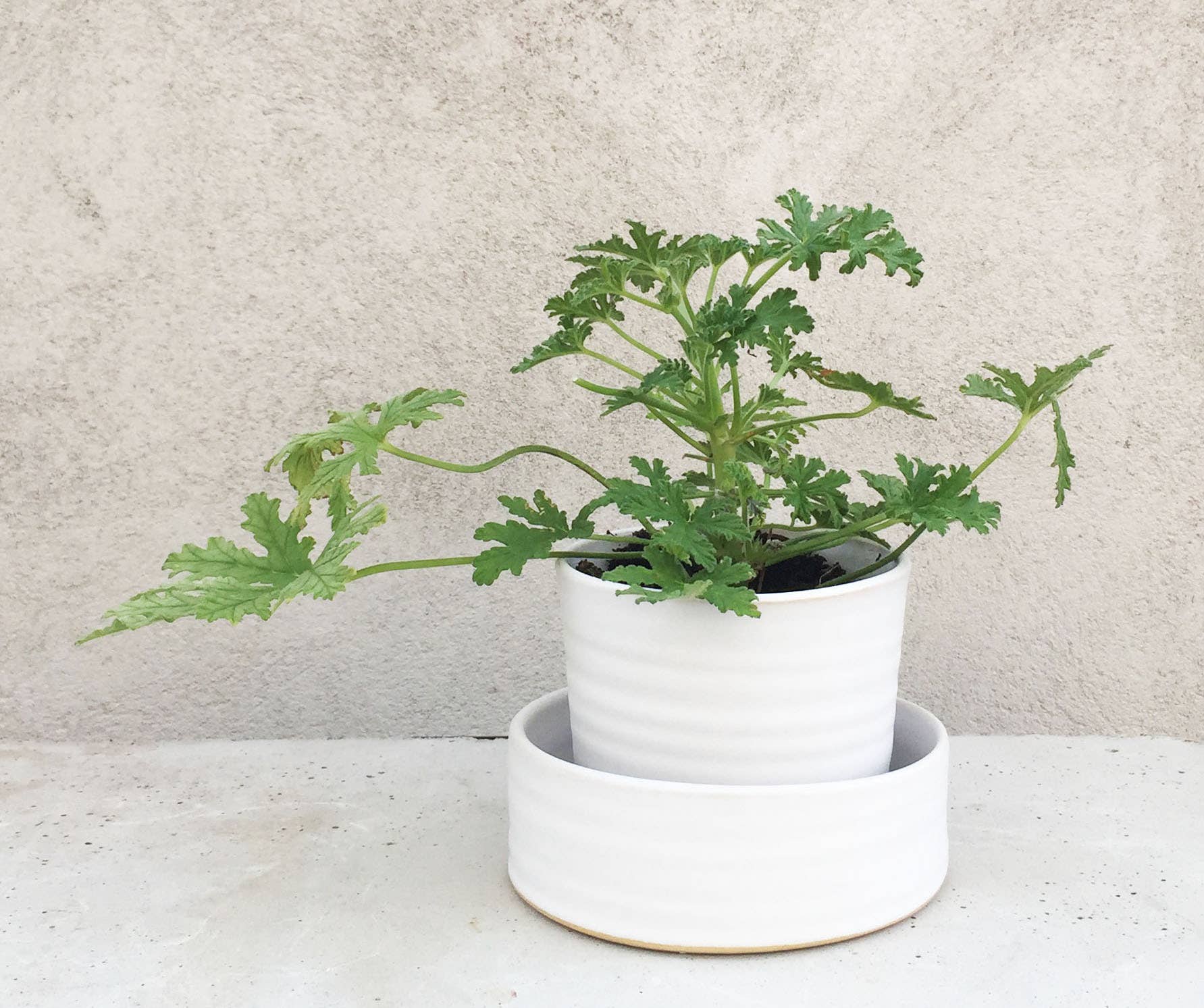 camillaengdahl - Wholesale Plant Pot - HERBPOT Large3