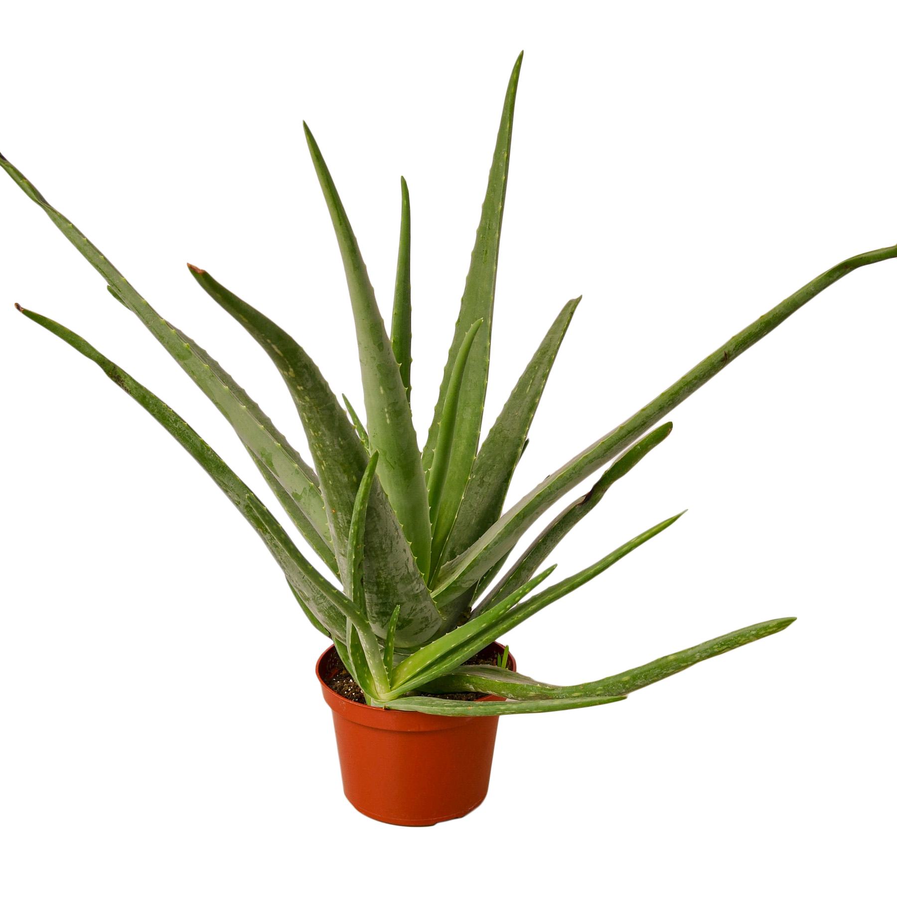 House Plant Wholesale WEST - Wholesale Live Plant - Aloe Vera, Low Maintenance Live Plant2