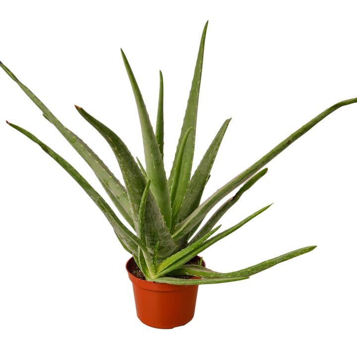 House Plant Wholesale WEST - Wholesale Live Plant - Aloe Vera, Low Maintenance Live Plant2