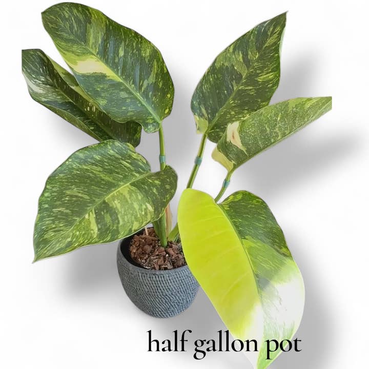 Plant Vault - Wholesale Live Plant - Philodendron Green Congo Nuclear1