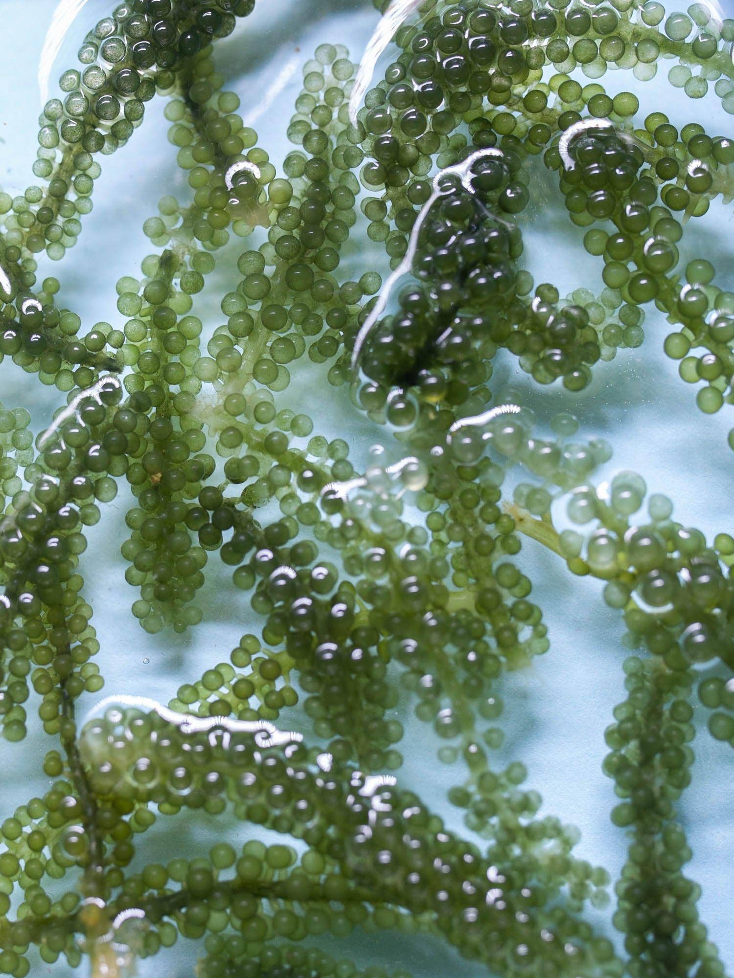 cocokind - Wholesale Facial Serum/Concentrate - Glow Essence with Sea Grape Caviar4