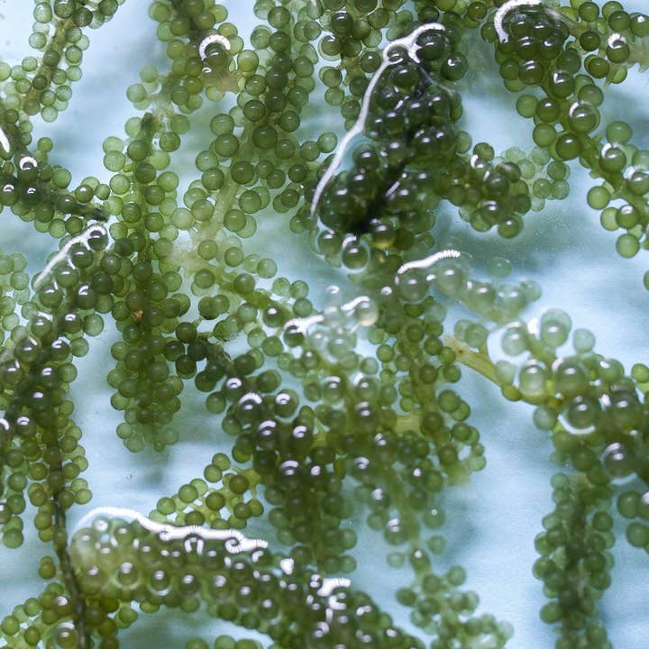 cocokind - Wholesale Facial Serum/Concentrate - Glow Essence with Sea Grape Caviar4