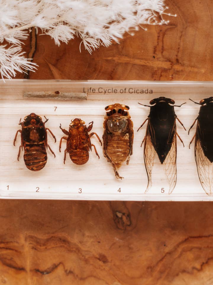 Cicada Lifecycle Specimen Block for wholesale by Our Earth Life