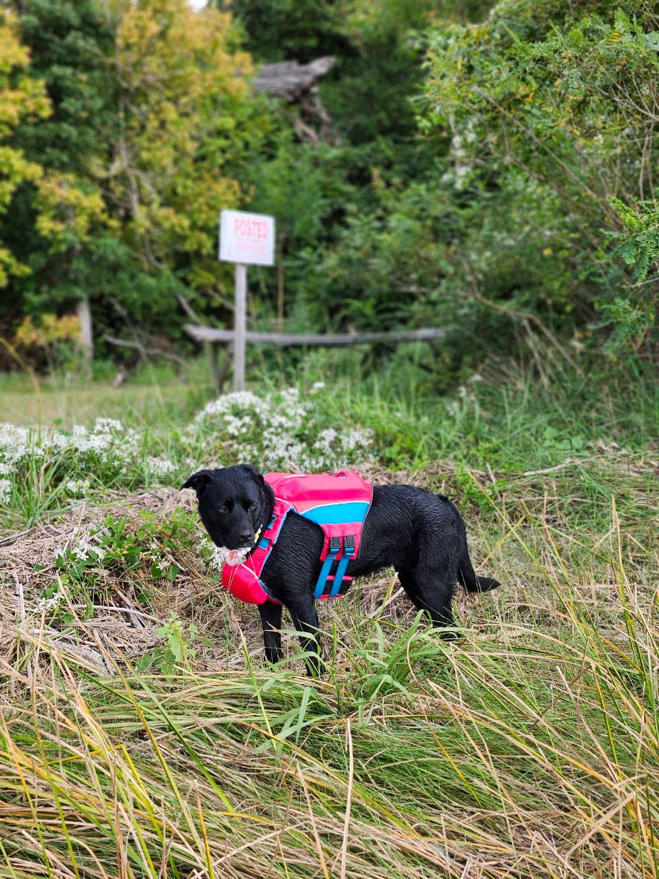 BAYDOG - Wholesale Hondenjack - Hond - Monterey Bay reddingsvest voor honden5