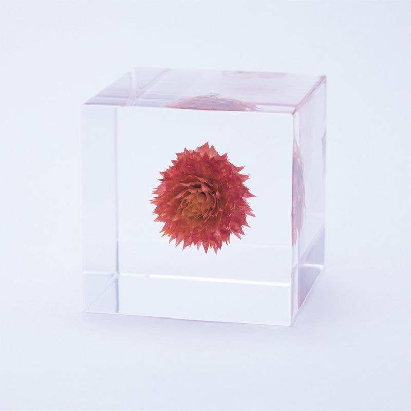 Sola cube - Wholesale Decorative Tabletop Object - Globe amaranth