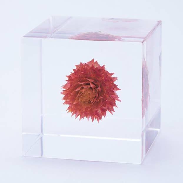 Sola cube - Wholesale Decorative Tabletop Object - Globe amaranth0