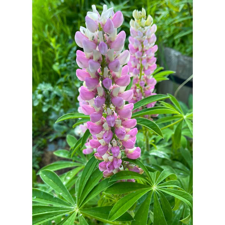 z Hilsen Kort Fotografi Blomst Lupin_02 for engroshandel hos PhotoWord Art