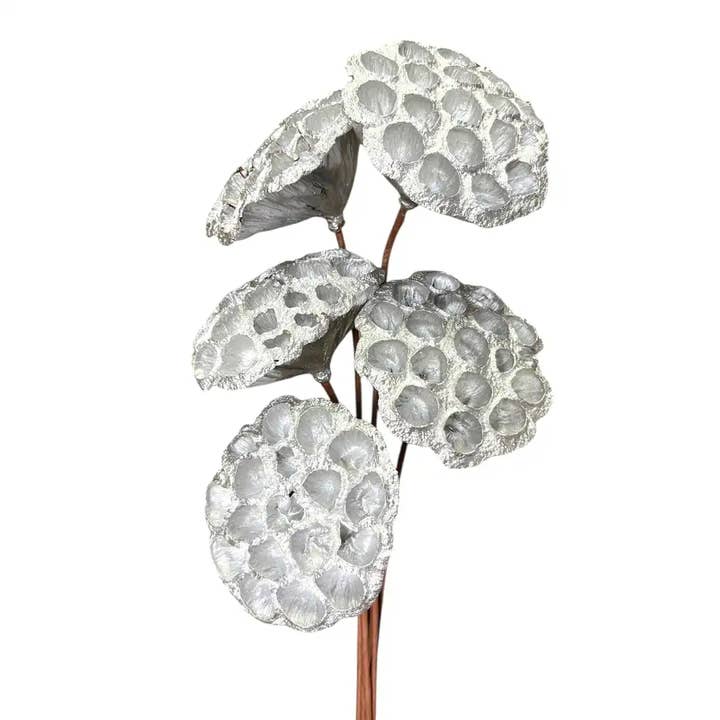 Botanico Ltd. - Wholesale Dried/Pressed Flowers - Lotus Pods7