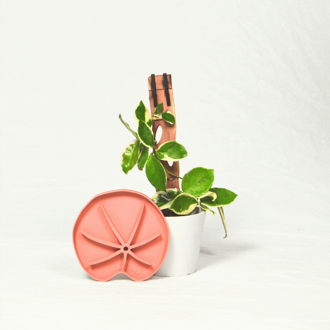 Treleaf - Wholesale Plant pot - Lili Sausr - Lilly pad shaped Saucer - Spill tray - Drip tray for houseplants - Humidity tray2