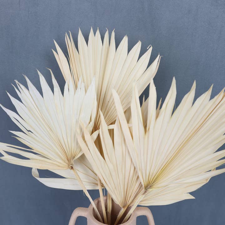 FlowerFantaSee - Wholesale Dried/Pressed Flowers - Dried Sun Palm Leaf Fans -Cream (Set of 5)1