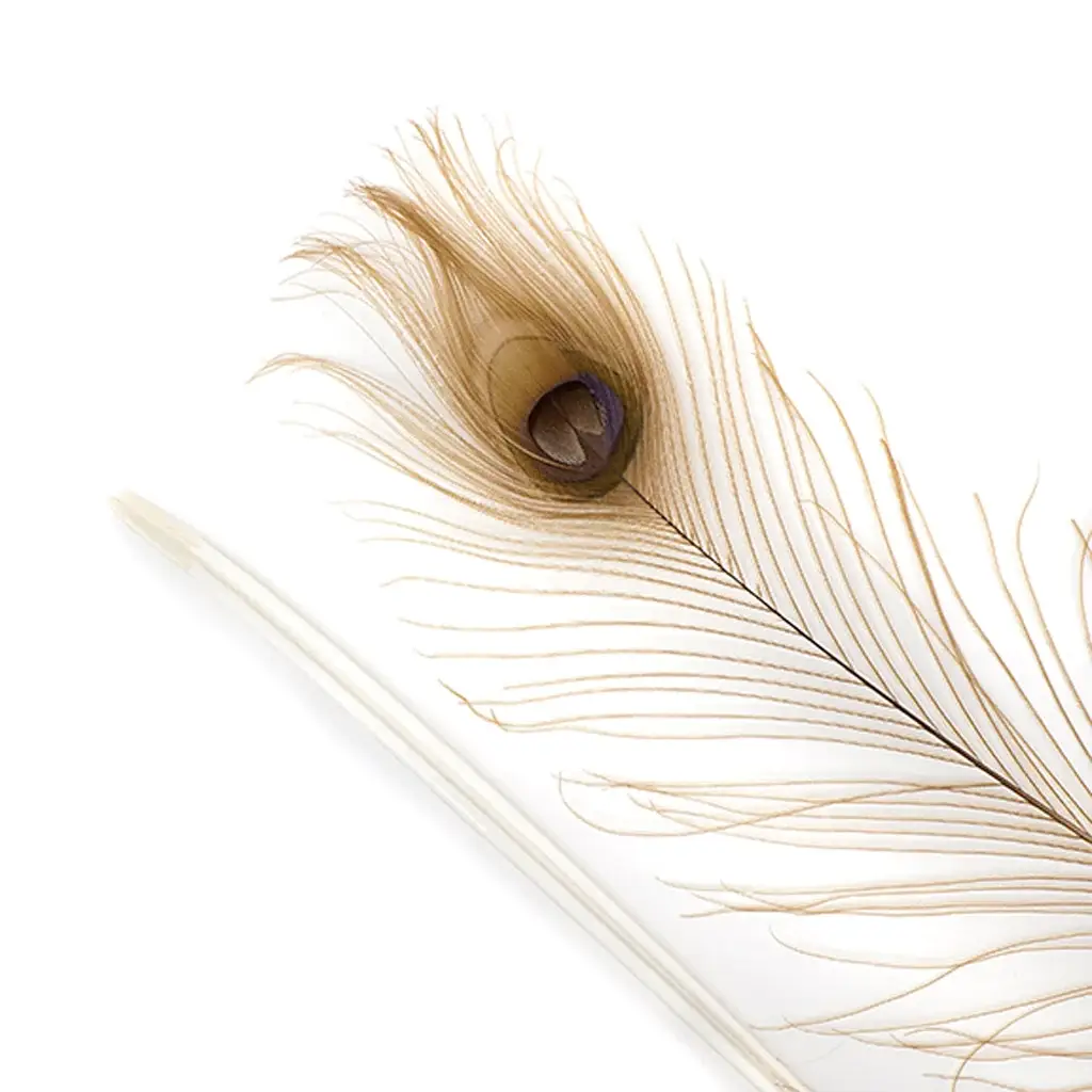 Zucker Feather Products – Engroshandel Håndværk forsyninger – Påfugløjne bleget/farvet - gylden iriserende 30-40" - 10 P3