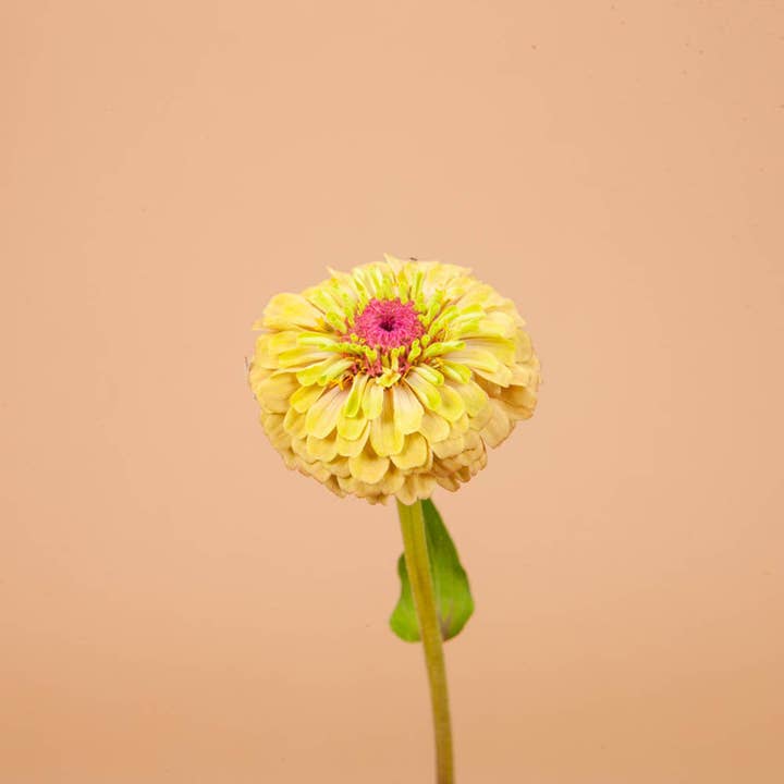 Queen Lime with Blush Zinnia Seeds for wholesale by Plantgem