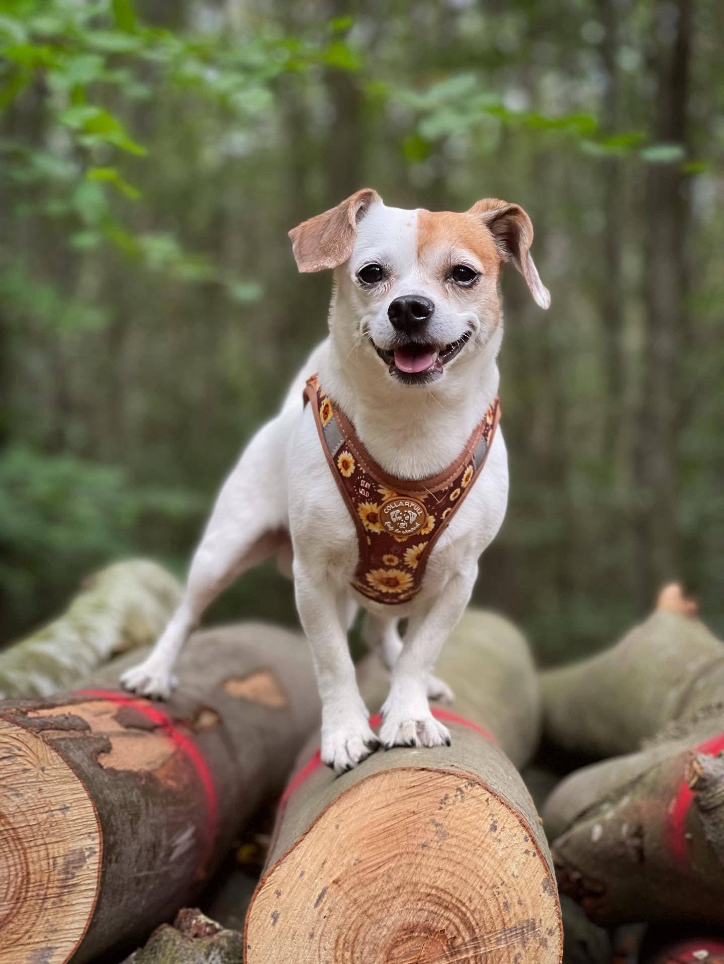 Collarfull - Wholesale Pet Harness - Dog - Tiny Trails step-in dog harness - Sunflowers on my mind4