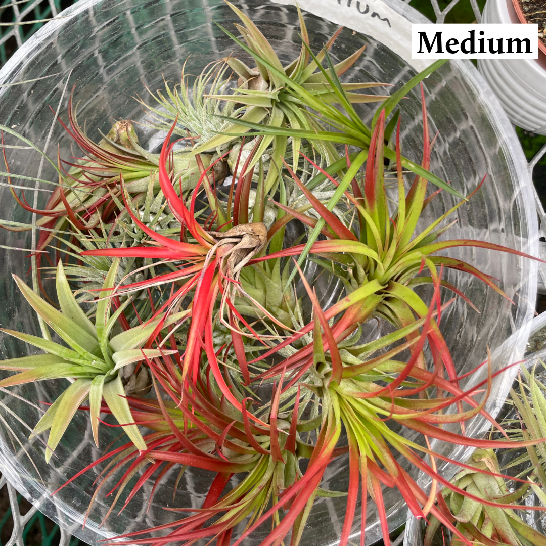 Thorsen's Greenhouse - Wholesale Live Plant - Air Plant - Assorted4