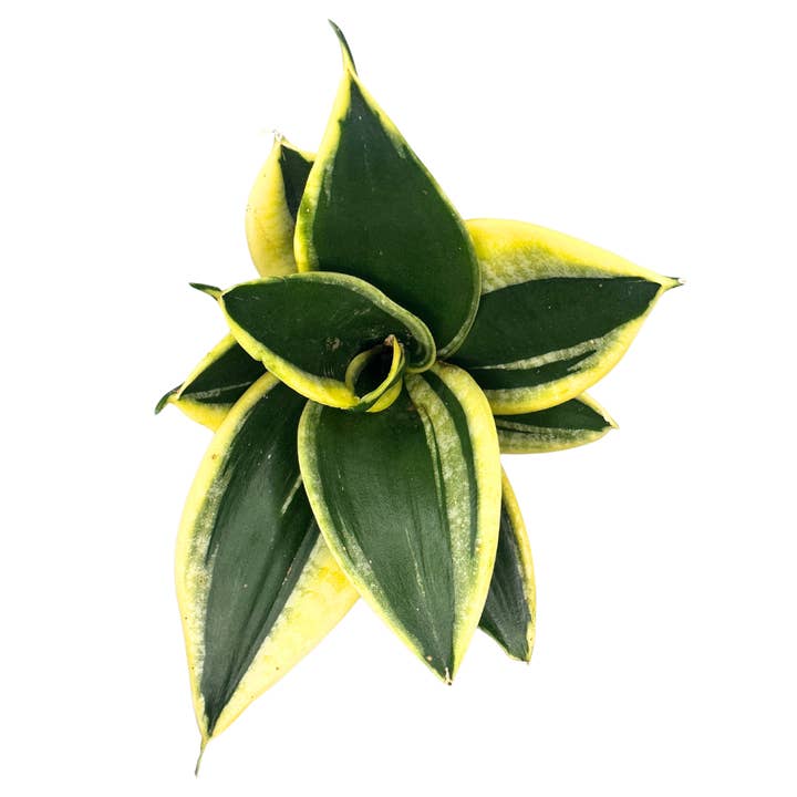 Flow State - Wholesale Live Plant - 4" Sansevieria Star Power Assorted (Sansevieria trifasciata)