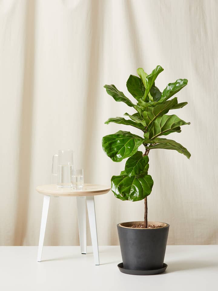 Ficus Layrata Fiddle Leaf Fig for wholesale by Bloomscape