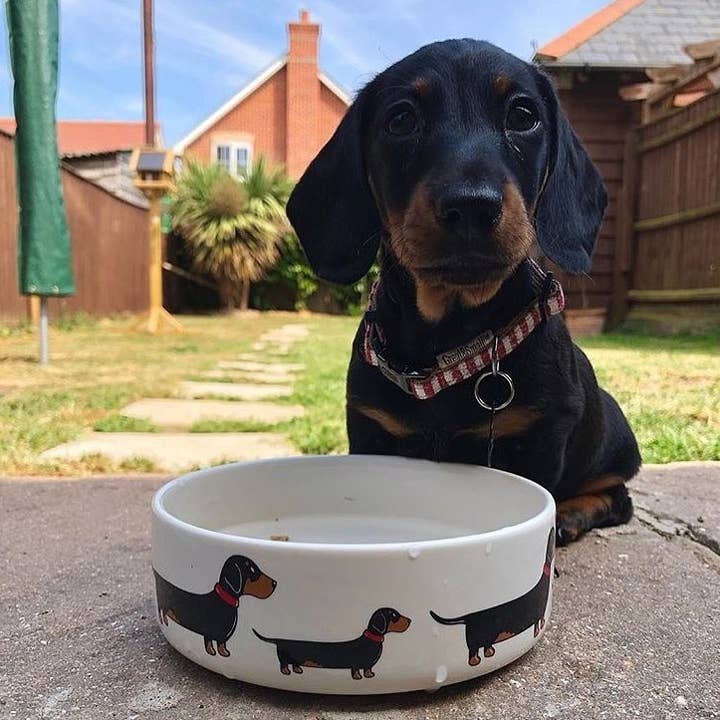Sweet William Designs – wholesale Pet bowl – Cat/dog – Dog Breed Bowl - Dachshund