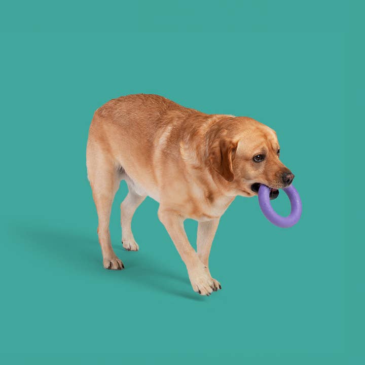 Yomp Dog Toys and Accessories - Wholesale Pet Chew Toy - Dog - Super Loop MAX: All-Natural Rubber Teether and Toss Ring1