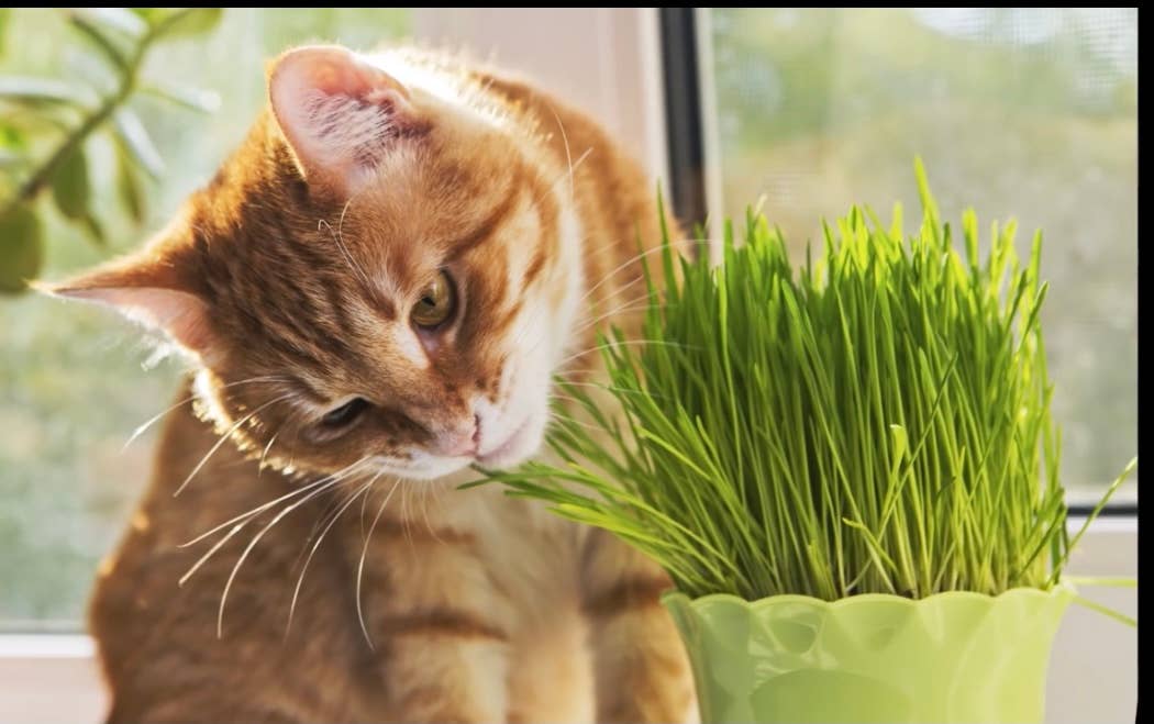 Vitality Farms Company – wholesale Levande växt – GIY Petgrass Kit3