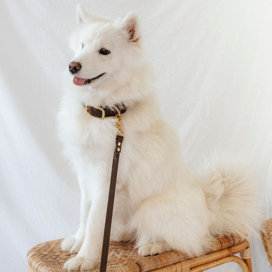 Oscar & co - Wholesale Pet Leash - Dog - 140cm waterproof single leash - tonka brown1