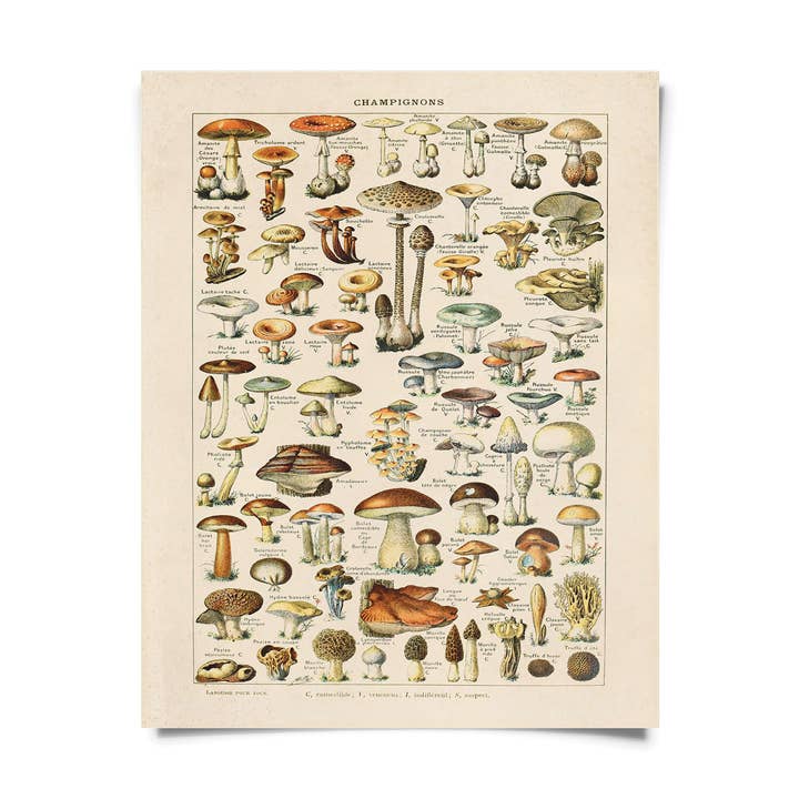 Vintage French Champignons Mushroom Print w/ optional frame for wholesale by Curious Prints