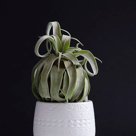 The Artizan Way - Wholesale Live Plant - Tillandsia Streptophylla - Air Plant