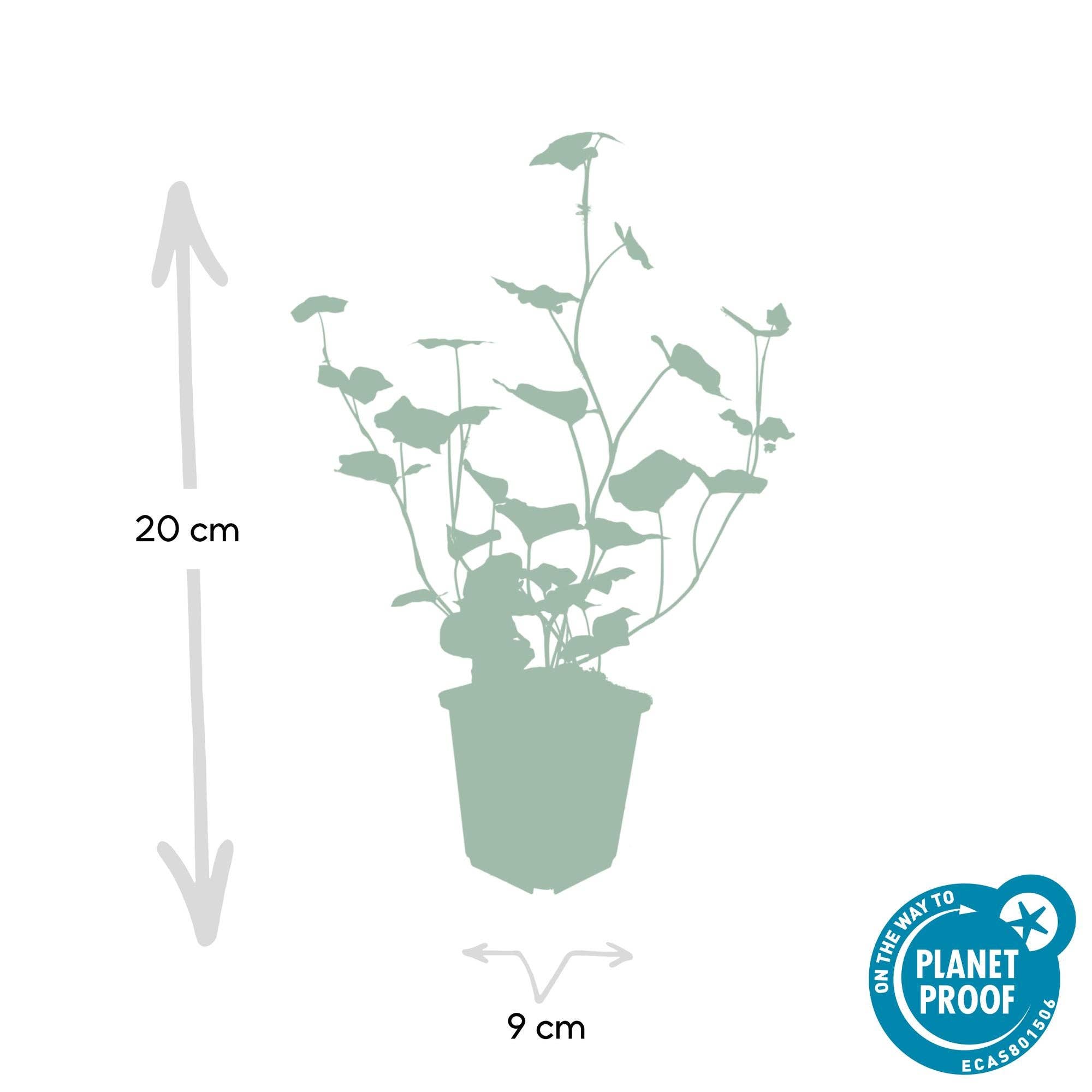 Oasis of Life - Vente Plante - Hedera hibernica – Lierre d'Irlande – 48 plantes – ↕10–25cm – Ø9cm – Grimpant & couvre-sol à feuilles persistantes – Pour haies, brise-vue & verdissement des surfaces – Résistant au froid & facile d'entretien3