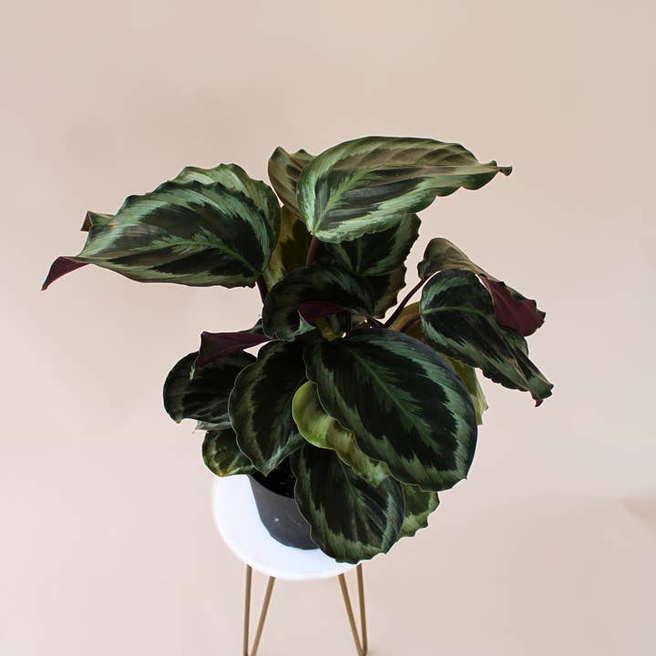 Hidden Valley Ranch & Nursery Inc - Wholesale Live Plant - 6" Calathea Medallion2
