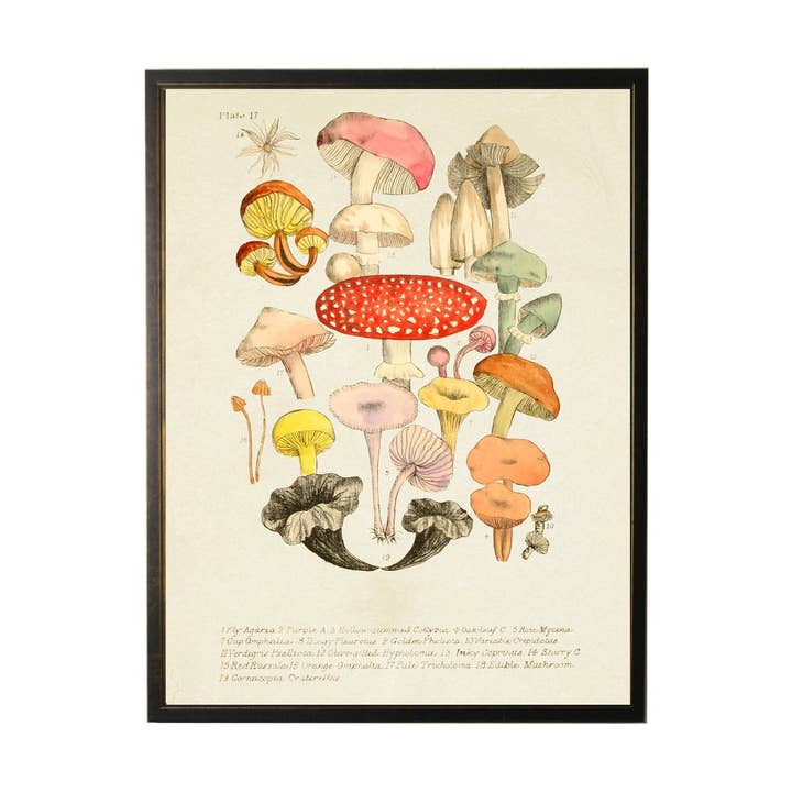 Multi Mushroom Study A for wholesale by Antique Curiosities Inc