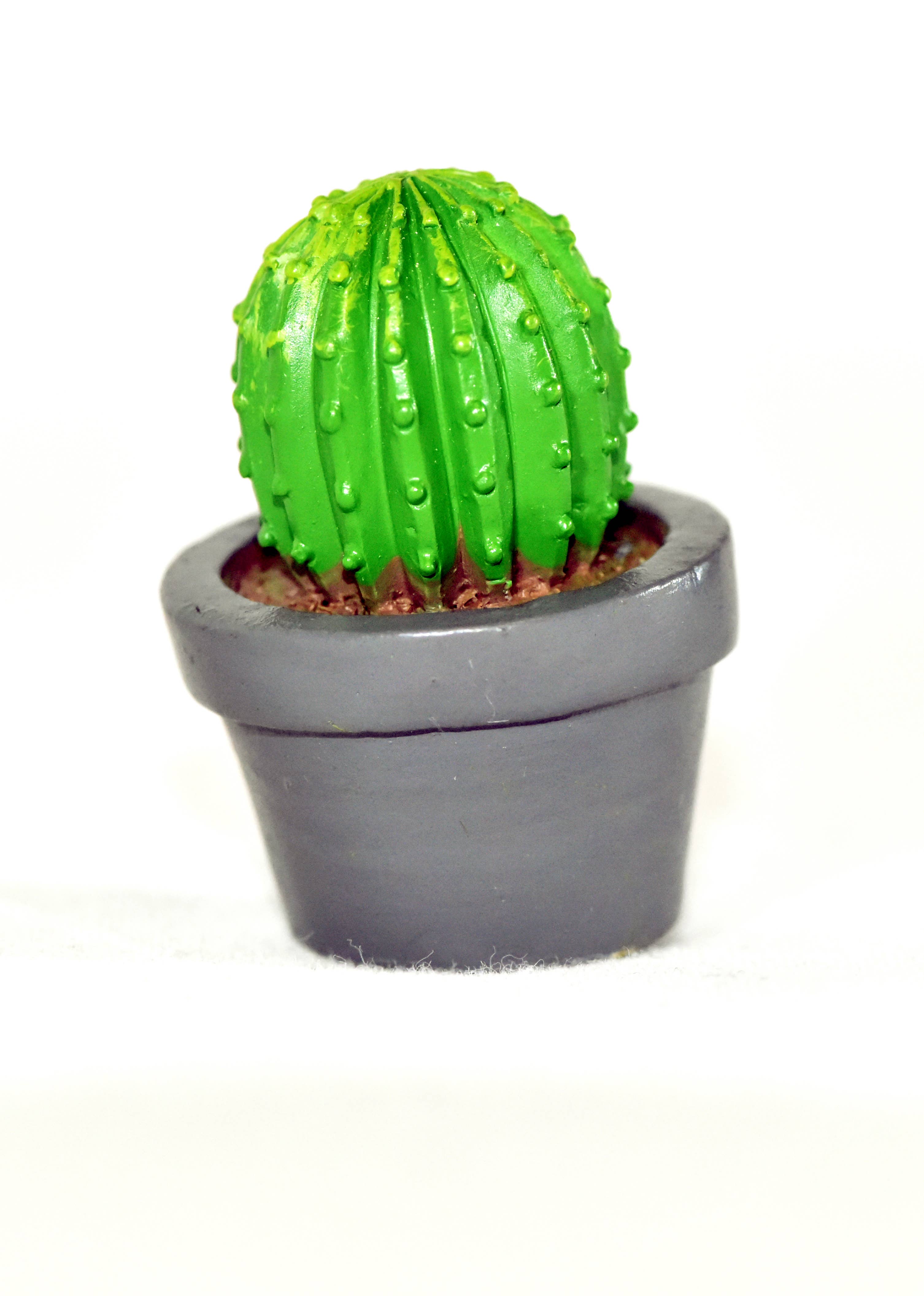 G & F Products - Wholesale Succulent - Garden Miniature Succulent, 4 pc5