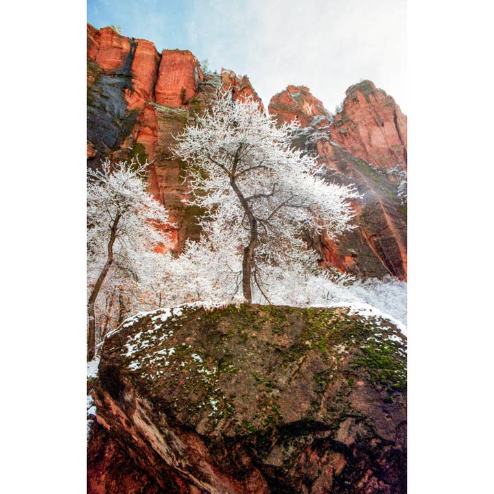 Snow Kissed Zion for wholesale by Jaechon Anderson Film Photography
