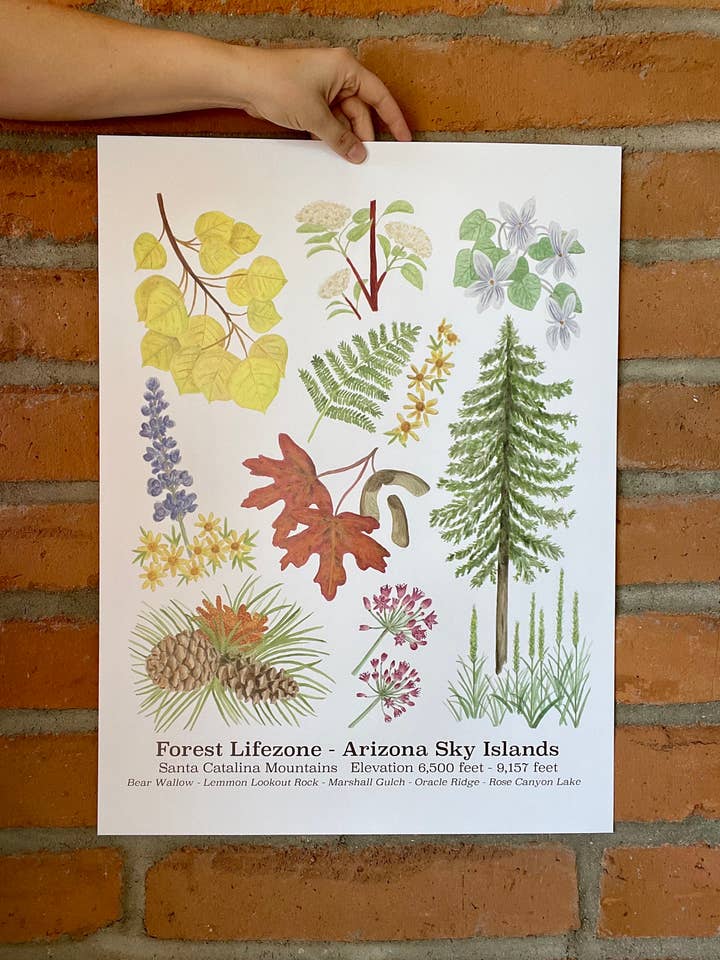 Forest Lifezone Poster 18x24 for wholesale by Brushes and Boots