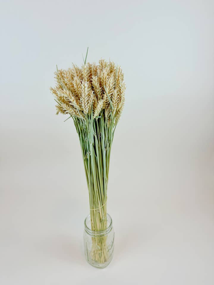 Barley - Hooked Awns Naturally Dried Green & Tan Stems for wholesale by Lovejoy Farms Premium Dried Flowers
