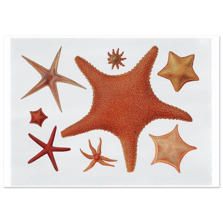 La vie marine pour la vente par Maison de Paloma