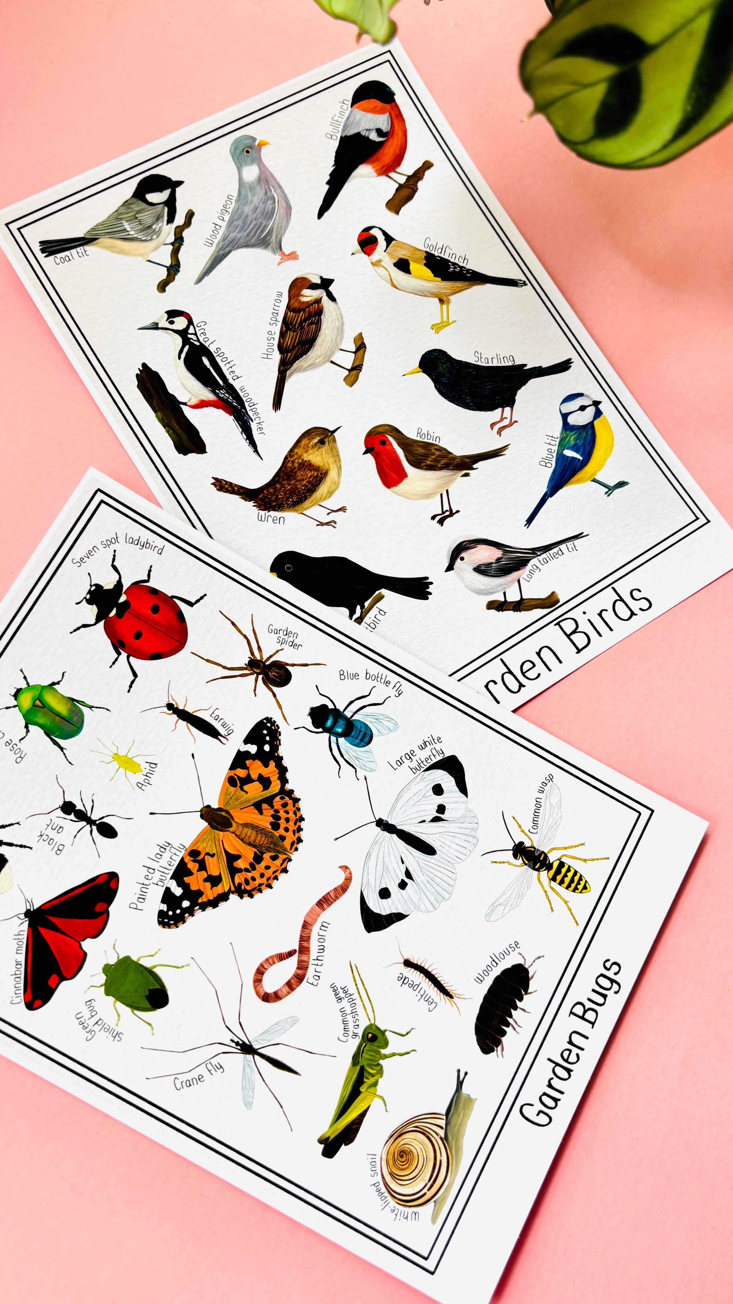 Pixiecraft - Wholesale Art Print - Garden Bug Wall Art Print: Nature Inspired Educational Prints4