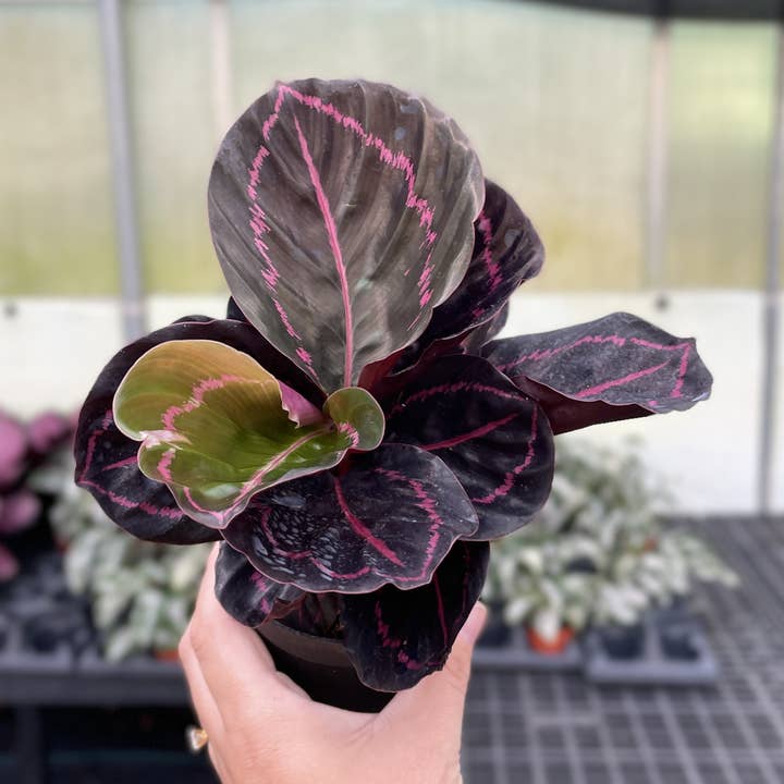 Calathea Dottie - 4" Live Plant for wholesale by Thorsen's Greenhouse