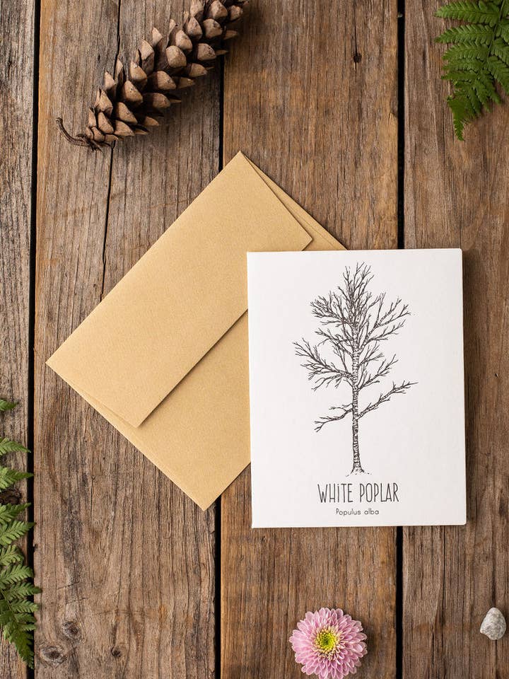 White Poplar Tree Card for wholesale by Drawn to Ecology