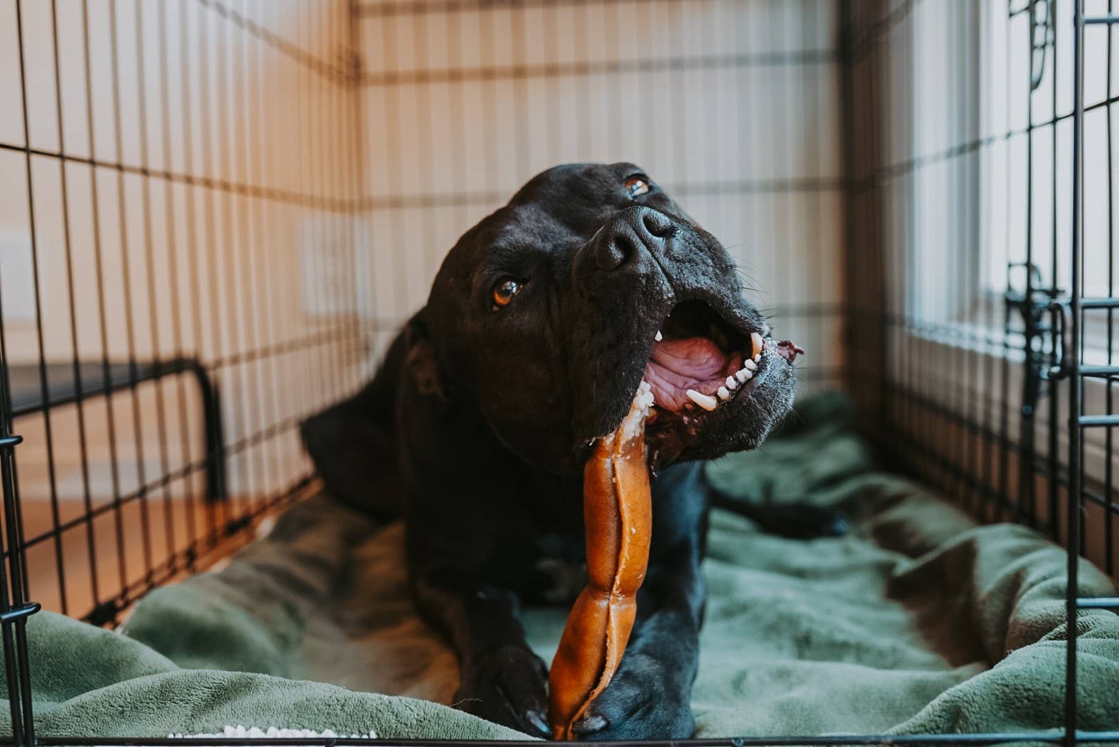 Litto Howler - Wholesale Pet Treats - Dog - Grass-Fed Beef Rawhide Roll | 8 Inches4