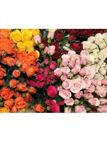 Spray Rose Assorted By the Box 100 stems for wholesale by Florasource