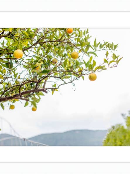 Orange Grove, Greece for wholesale by Gavalina