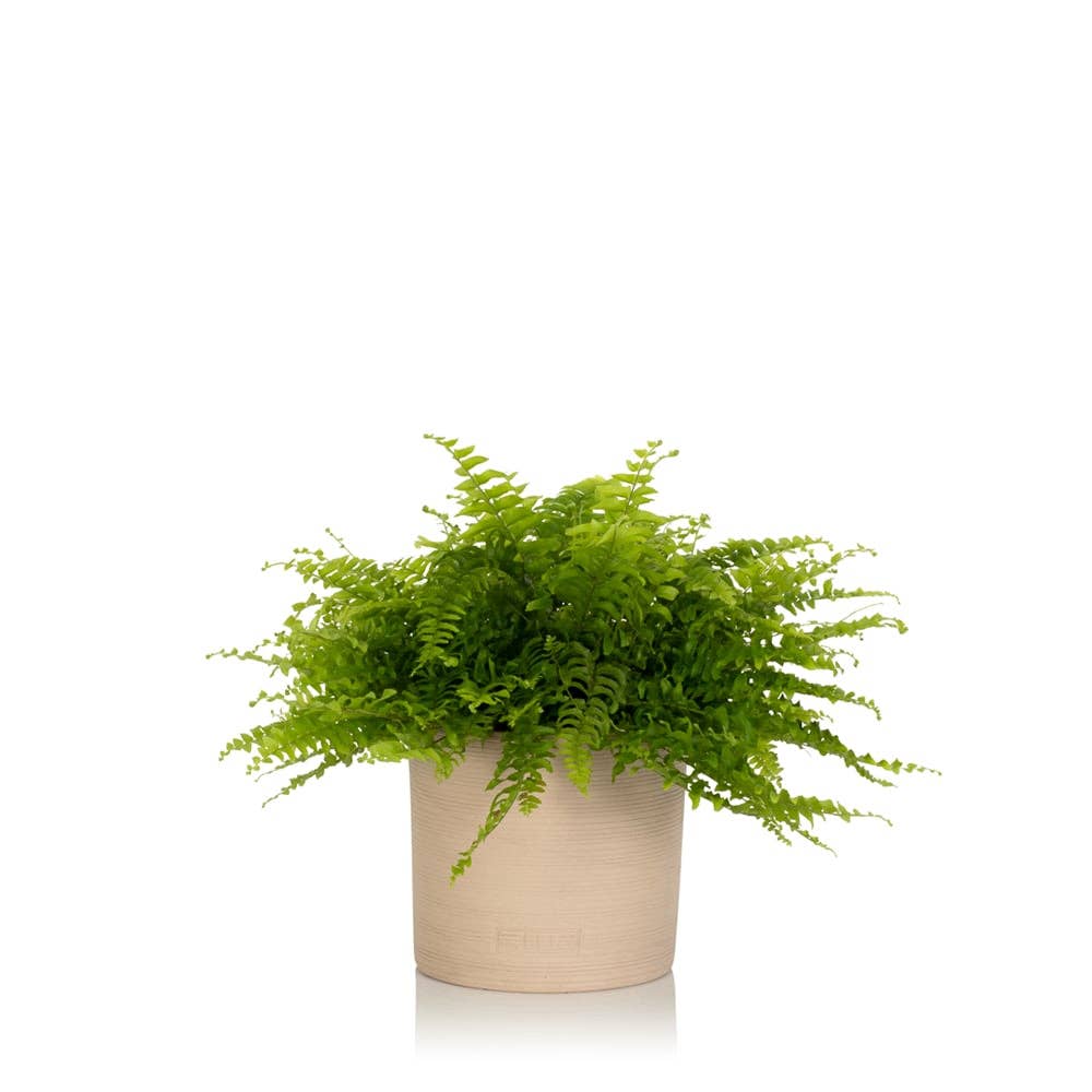 The Little Botanical – wholesale Live plant – British Grown Boston Fern0