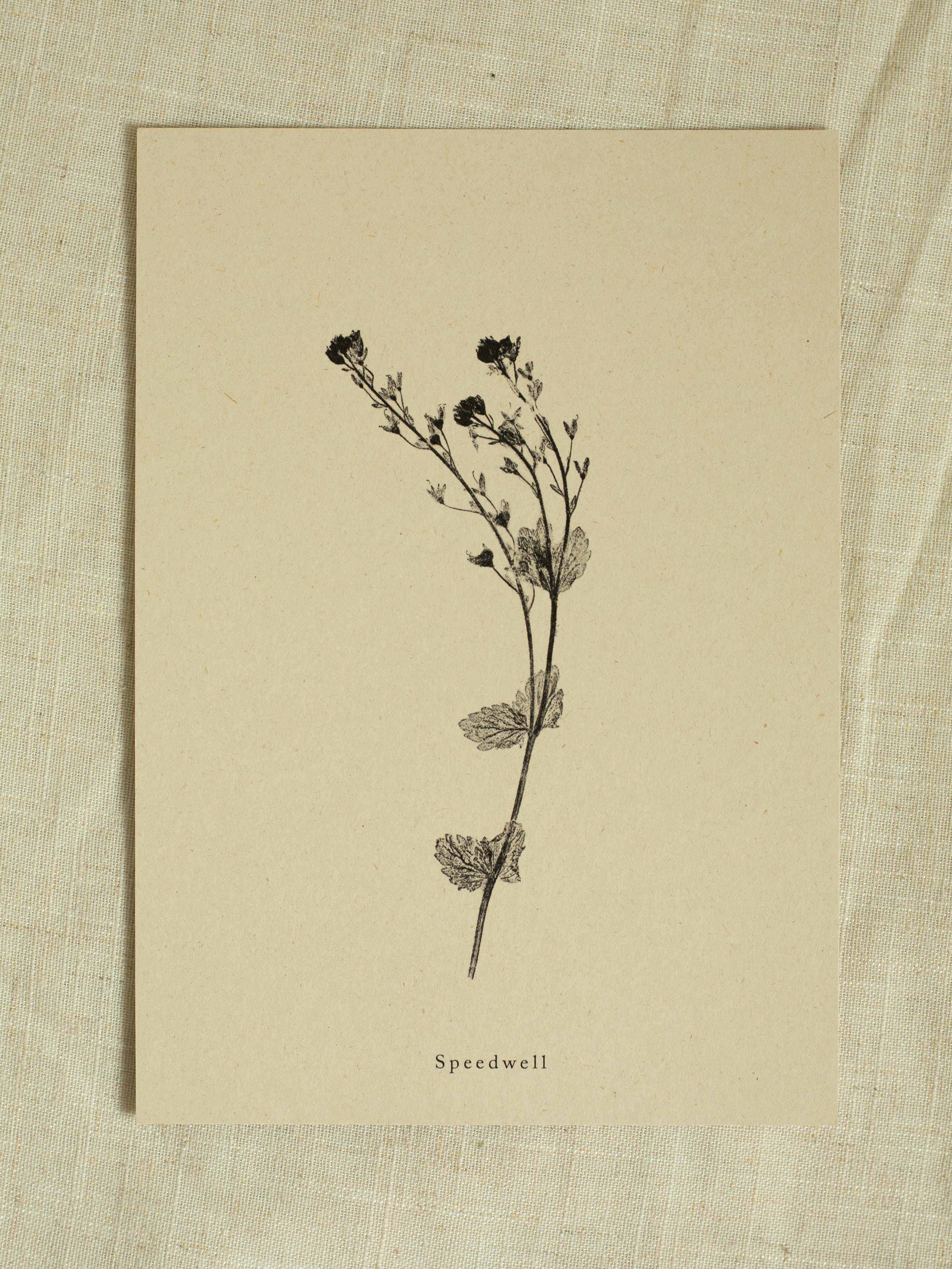 Alicia Breakspear – wholesale Art print – Botanical Art Print A5 A4 A3 Speedwell Flower Print 0