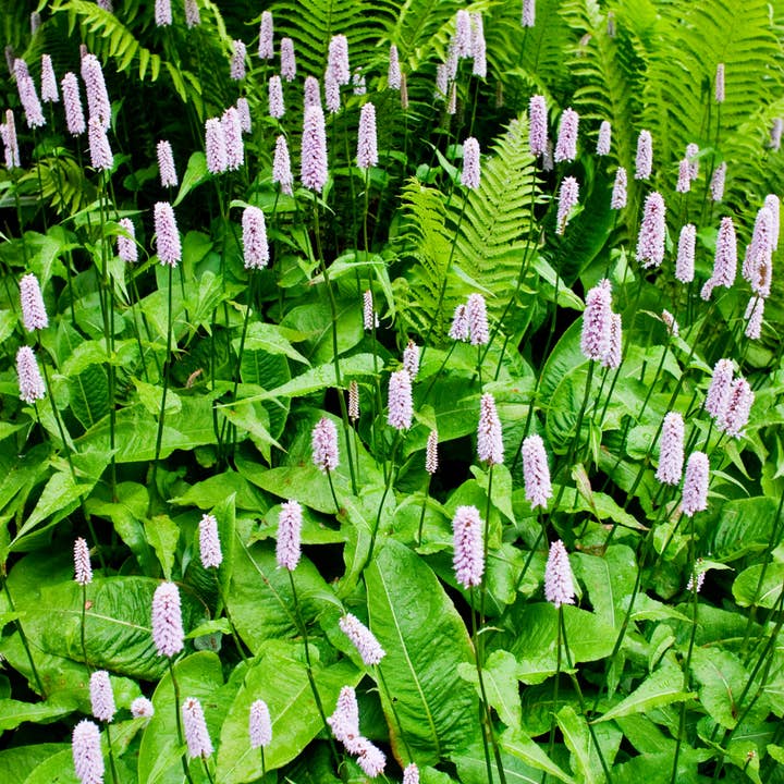 Persicaria amplexicaulis Alba – 48 plantas – Ø9cm – Altura 10-25cm – Planta perene resistente ao inverno – Espigas de flores brancas – Amigável para abelhas para canteiro e jardim natural por atacado de Oasis of Life