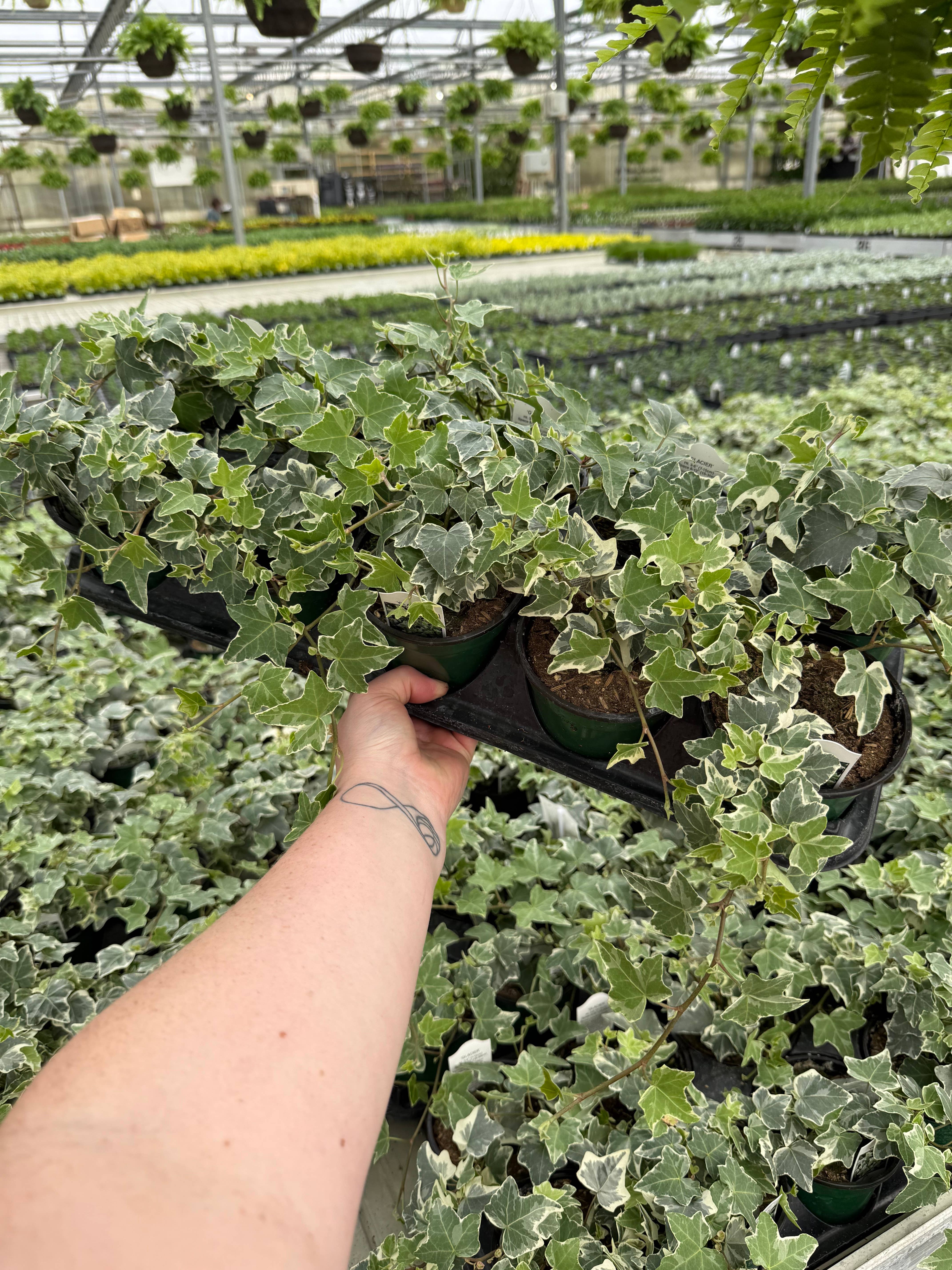 Blúme Gardens - Wholesale Live Plant - Hedera Glacier Ivy | Live Rooted Annual Plants | Live Rooted3