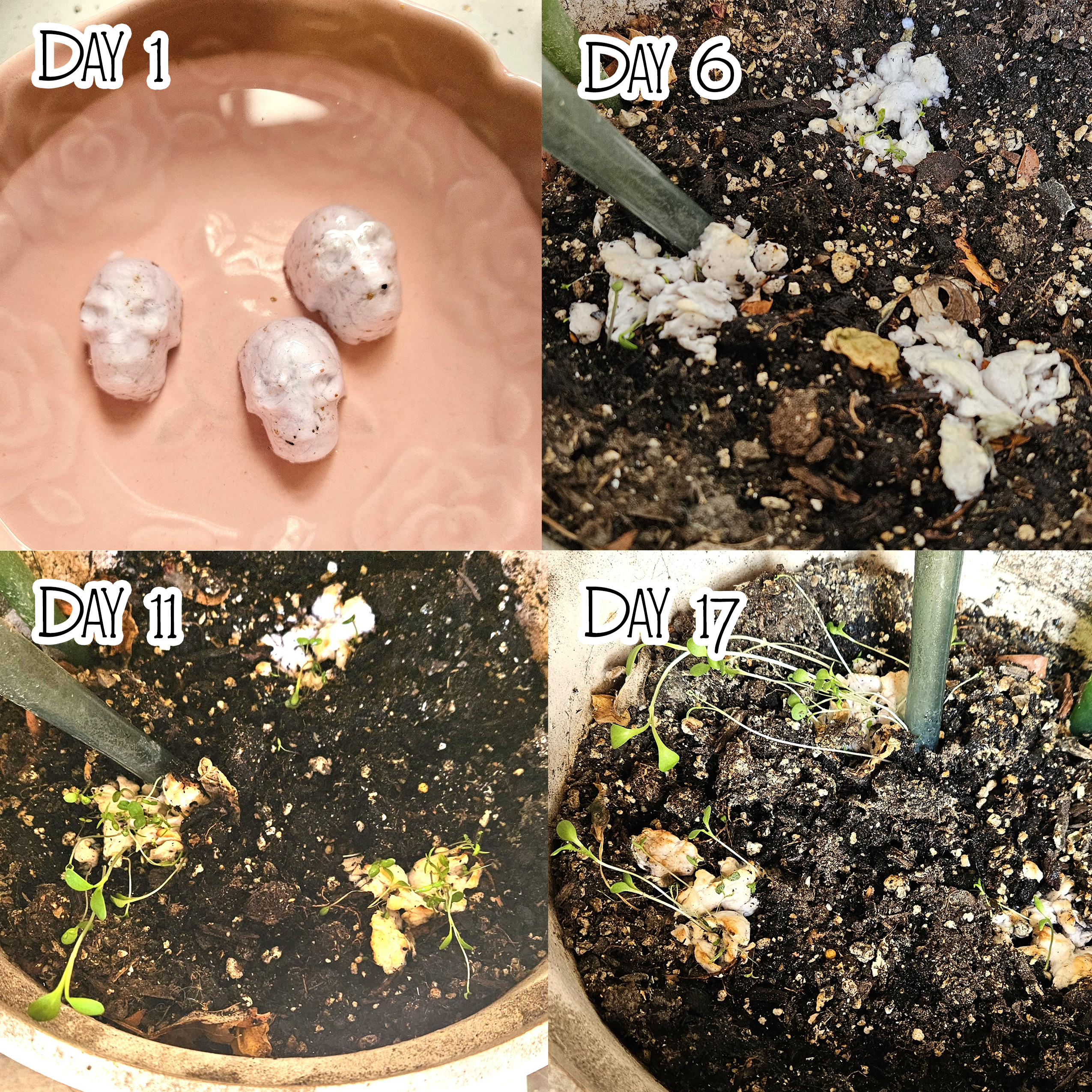 Darling Homebody - Wholesale Plant Seeds - Single Purple Plantable Paper Skull / Seedy Skull Seed Bomb / Recycled Paper Pulp Craft / Spring Summer Small Gift / Wild Flowers4