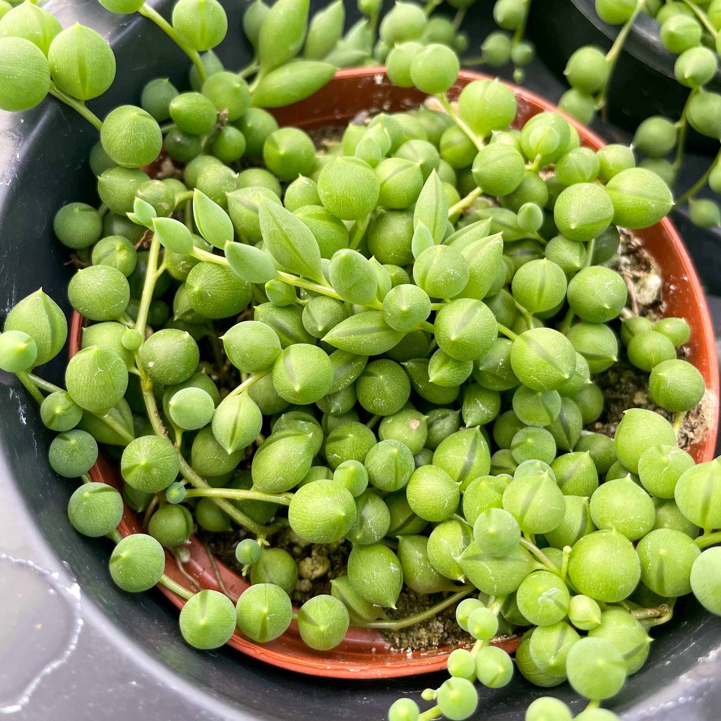 Thorsen's Greenhouse - Wholesale Live Plant - String of Pearls Plant - 4" Live Plant4