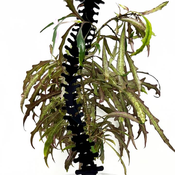 Faux Theory Design - Wholesale Trellis - Spine Plant Trellis | Gothic Acrylic Support for Climbing Plants0