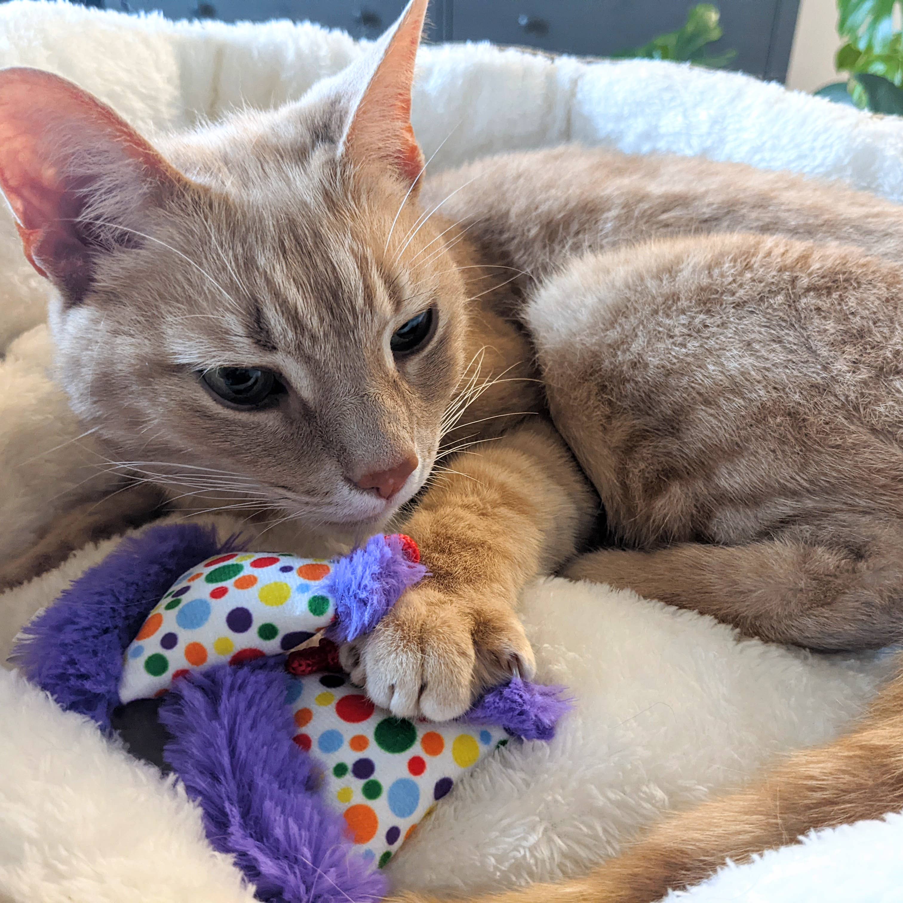 Huxley & Kent - Wholesale Pet Toy - Cat - Party Hats Cat Toy2